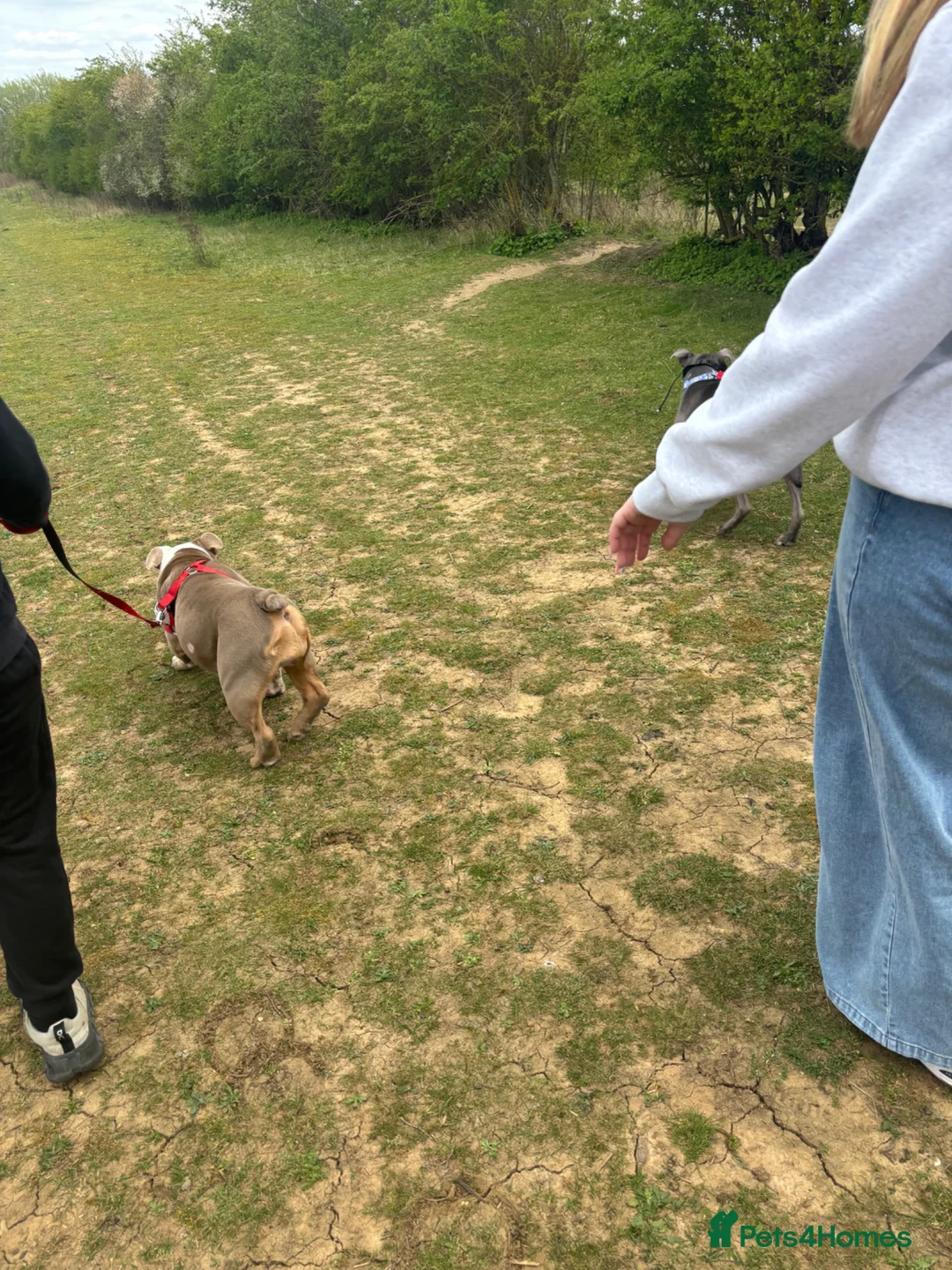 English Bulldog dogs for sale: English bulldog in need of rehoming  - Advert 10