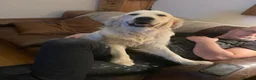Golden Retriever dogs for sale: Wonderful Golden retriever puppies  - Advert 3