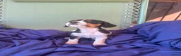 Jack Russell dogs for sale: Beautiful jack russell puppies ready now - Advert 29
