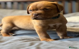 Dogue De Bordeaux dogs for sale: Kc registered Dogue de bordeaux puppies  - Image 26