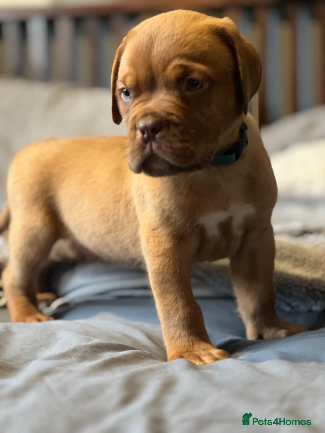 Dogue De Bordeaux dogs for sale: Kc registered Dogue de bordeaux puppies  - Image 26