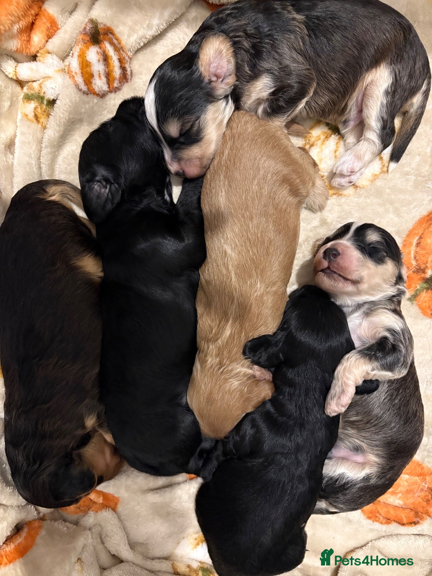Cockapoo dogs for sale: GORGEOUS F1 COCKAPOO PUPPIES 💕 - Advert 11