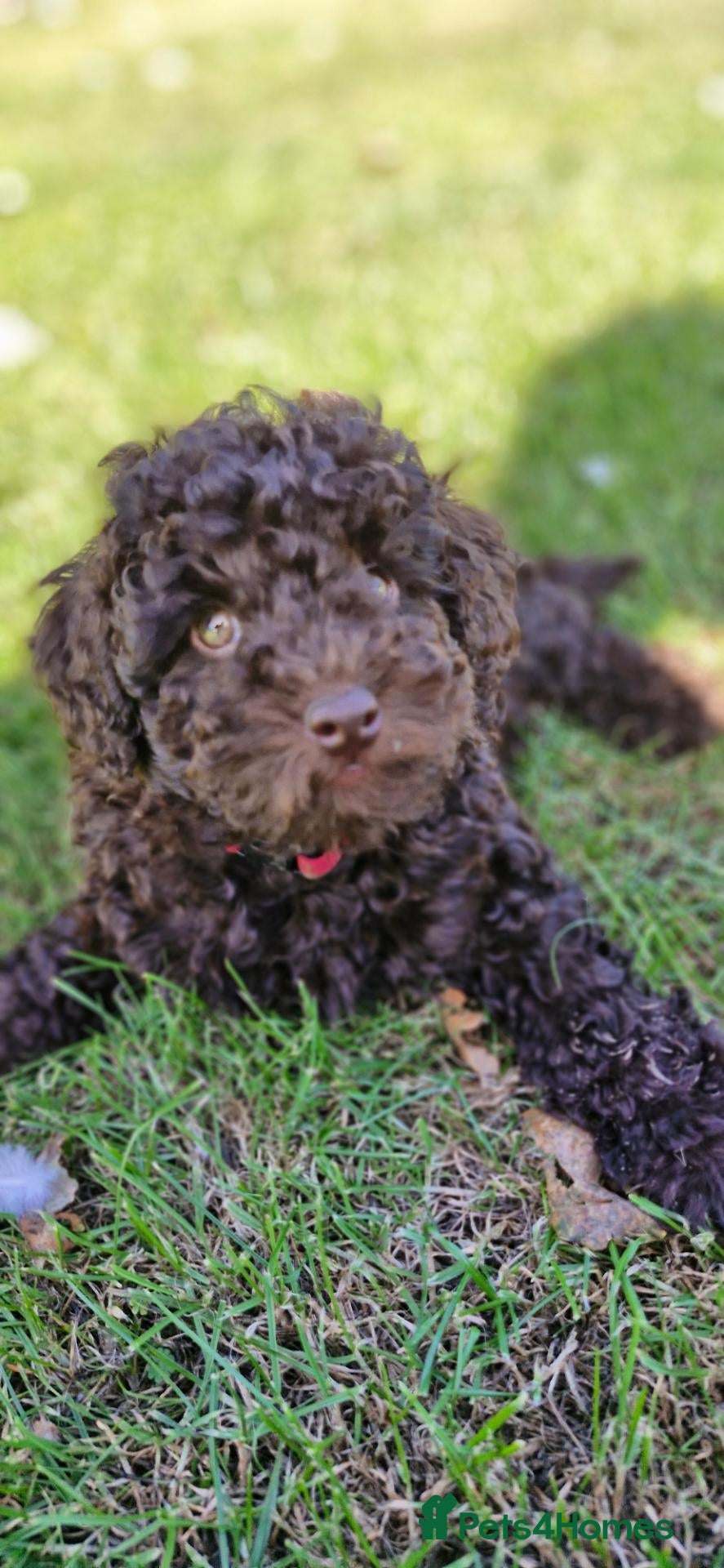 Toy Poodle dogs KC REG CHOCOLATE TOY POODLE PUPPYS  - Advert 3