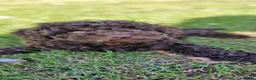 Toy Poodle dogs for sale: KC REG CHOCOLATE TOY POODLE PUPPYS  - Advert 1