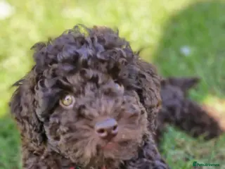 Toy Poodle dogs KC REG CHOCOLATE TOY POODLE PUPPYS - Advert 3