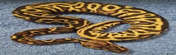 Python Snake reptiles for sale: CB25 ball python, pieds, Desert Ghost, + combos - Advert 4