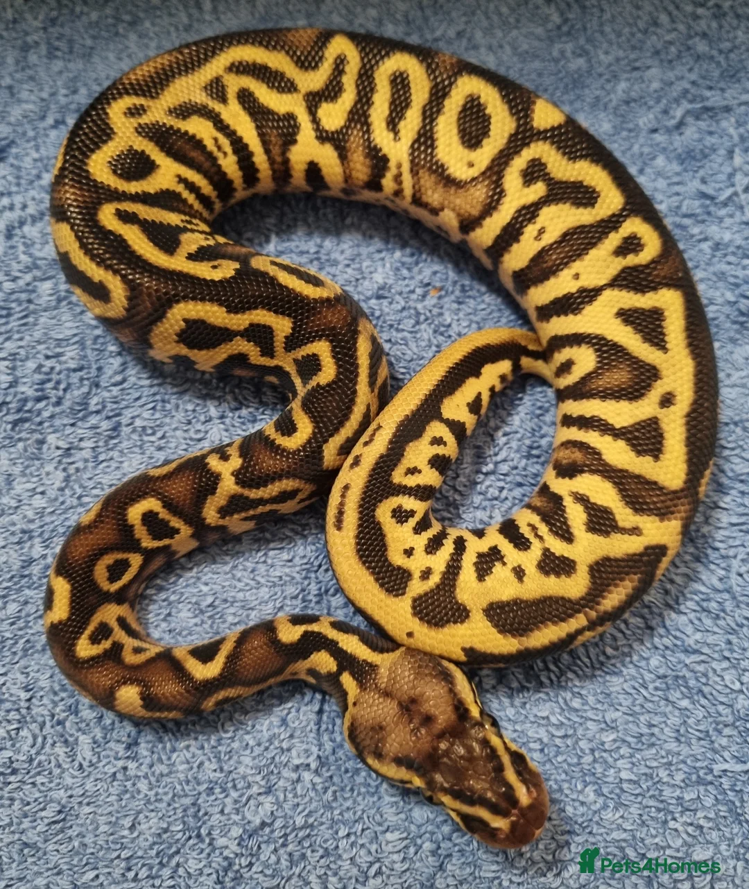 Python Snake reptiles for sale: CB25 ball python, pieds, Desert Ghost, + combos - Advert 4