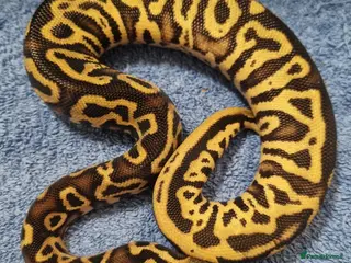 Python Snake reptiles CB25 ball python, pieds, Desert Ghost, + combos - Advert 1