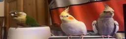 Cockatiels birds for sale: two cockatiels looking for rehoming in Crewe - Advert 5