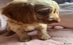Cockapoo dogs for sale: Rare F1 apricot/ red fox DNA PRCD-PRA clear - Image 28