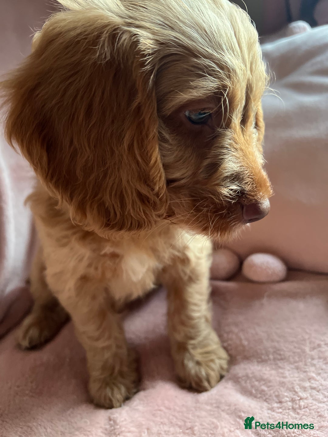 Cockapoo dogs for sale: Rare F1 apricot/ red fox DNA PRCD-PRA clear - Image 28