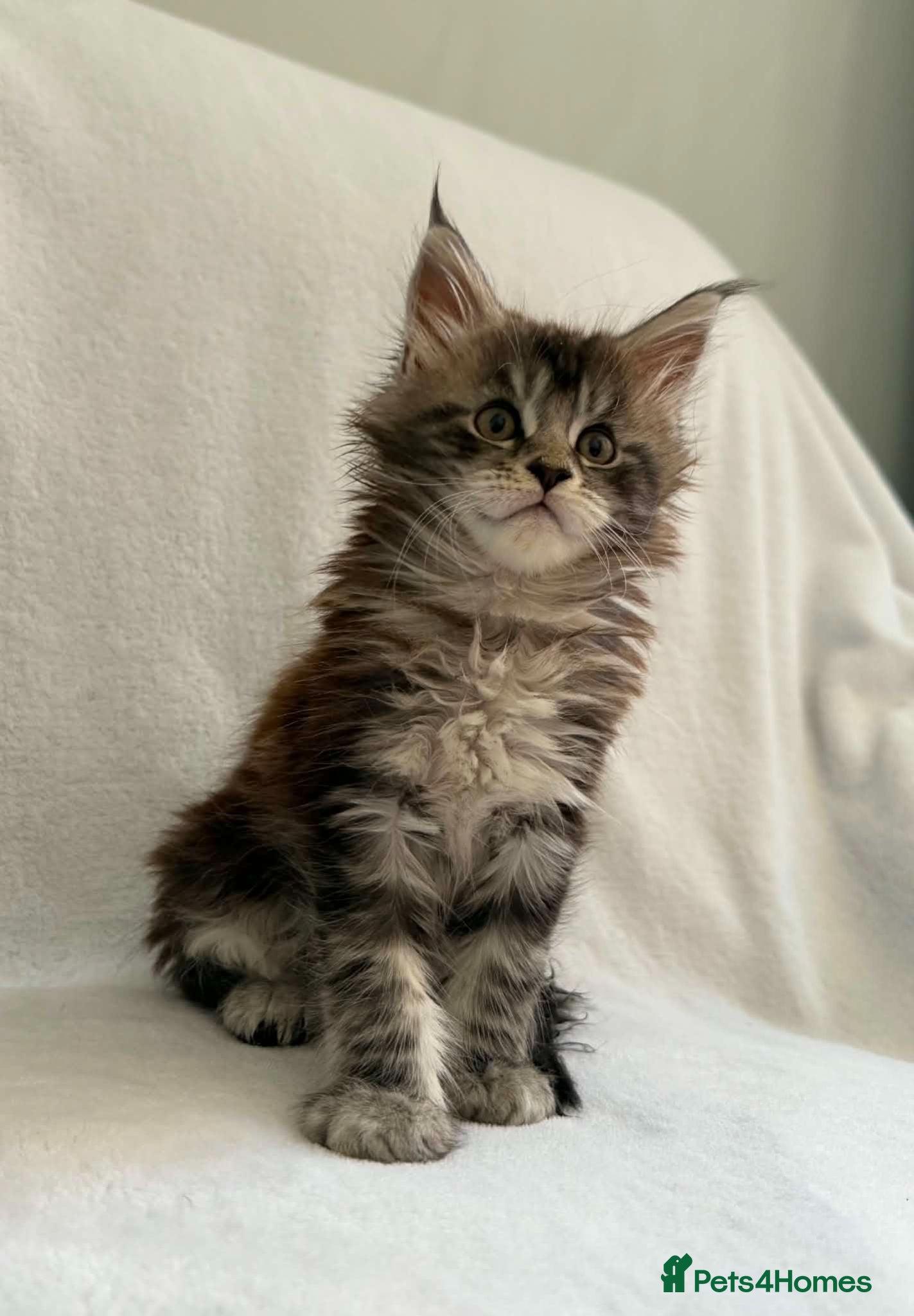 Maine Coon cats TICA Registered XXL Maine Coon– Black Silver Tabby - Advert 16