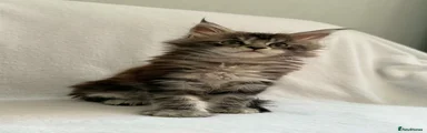 Maine Coon Girl