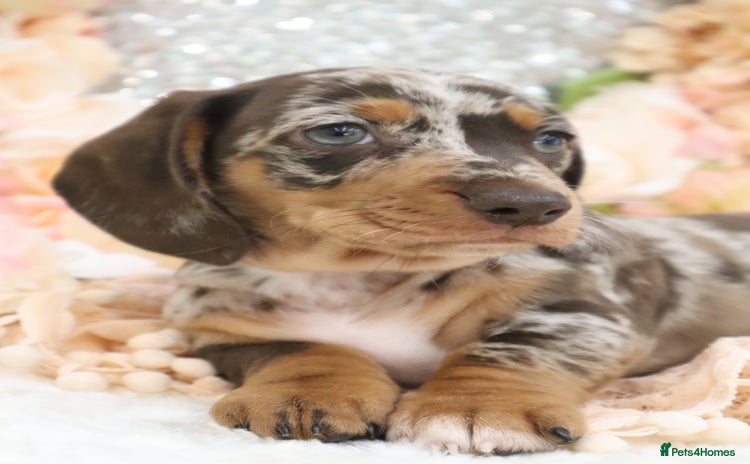 Miniature Dachshund dogs - Advert 5
