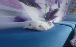 Mini Lop rabbits for sale: Mini lop bunnies  - Image 4