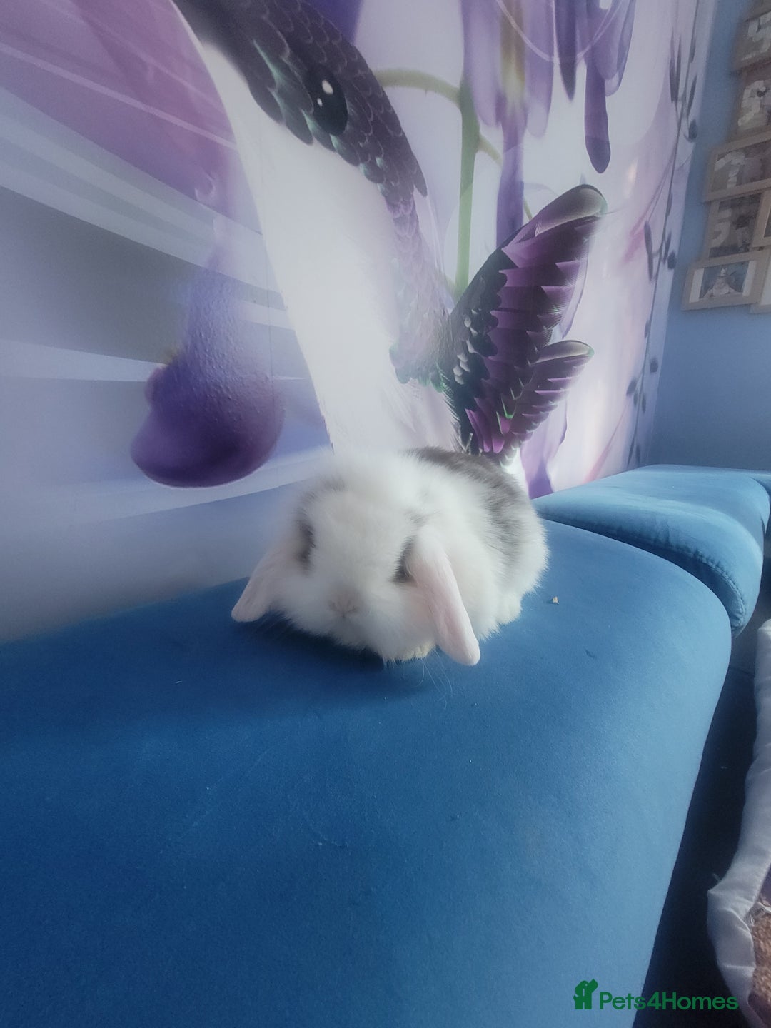 Mini Lop rabbits for sale: Mini lop bunnies  - Image 4