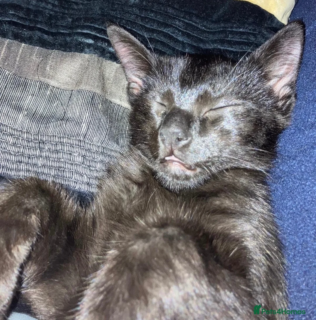 Savannah cats for sale: Beautiful Melanistic Savannah Cat – 1 Year Old in Sheffield - Advert 6
