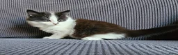 Mixed Breed cats for sale: Kittens available  in Bradford - Advert 11