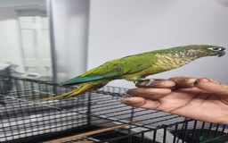 Conures birds for sale: tame green chick conure  - Image 2