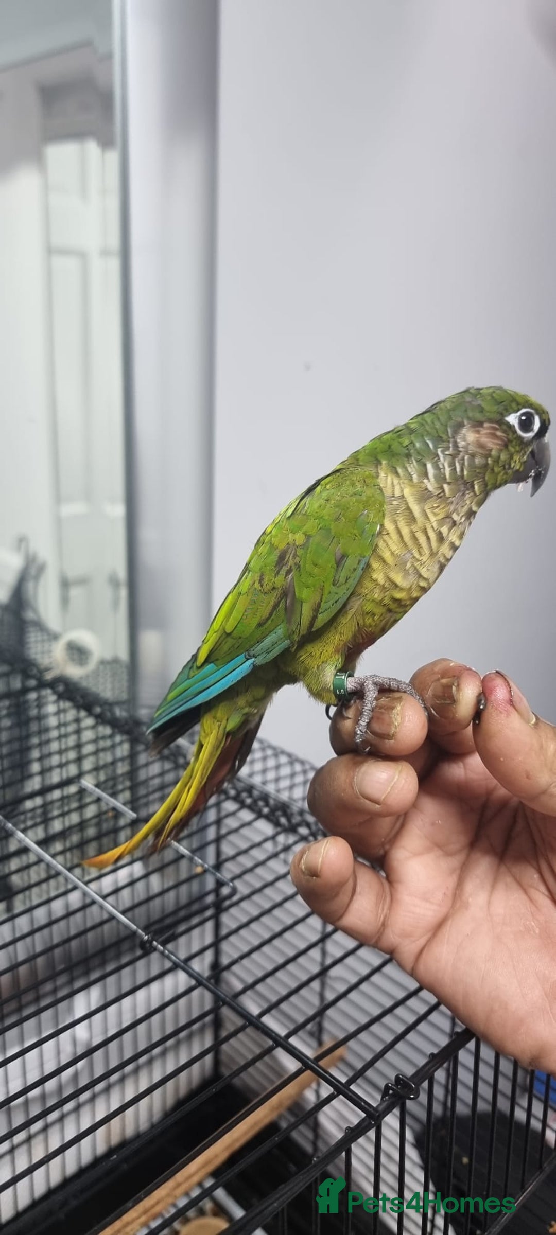 Conures birds for sale: tame green chick conure  - Image 2