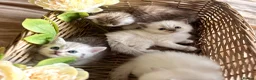 Mixed Breed cats for sale: Persian x bsh kittens  - Advert 17