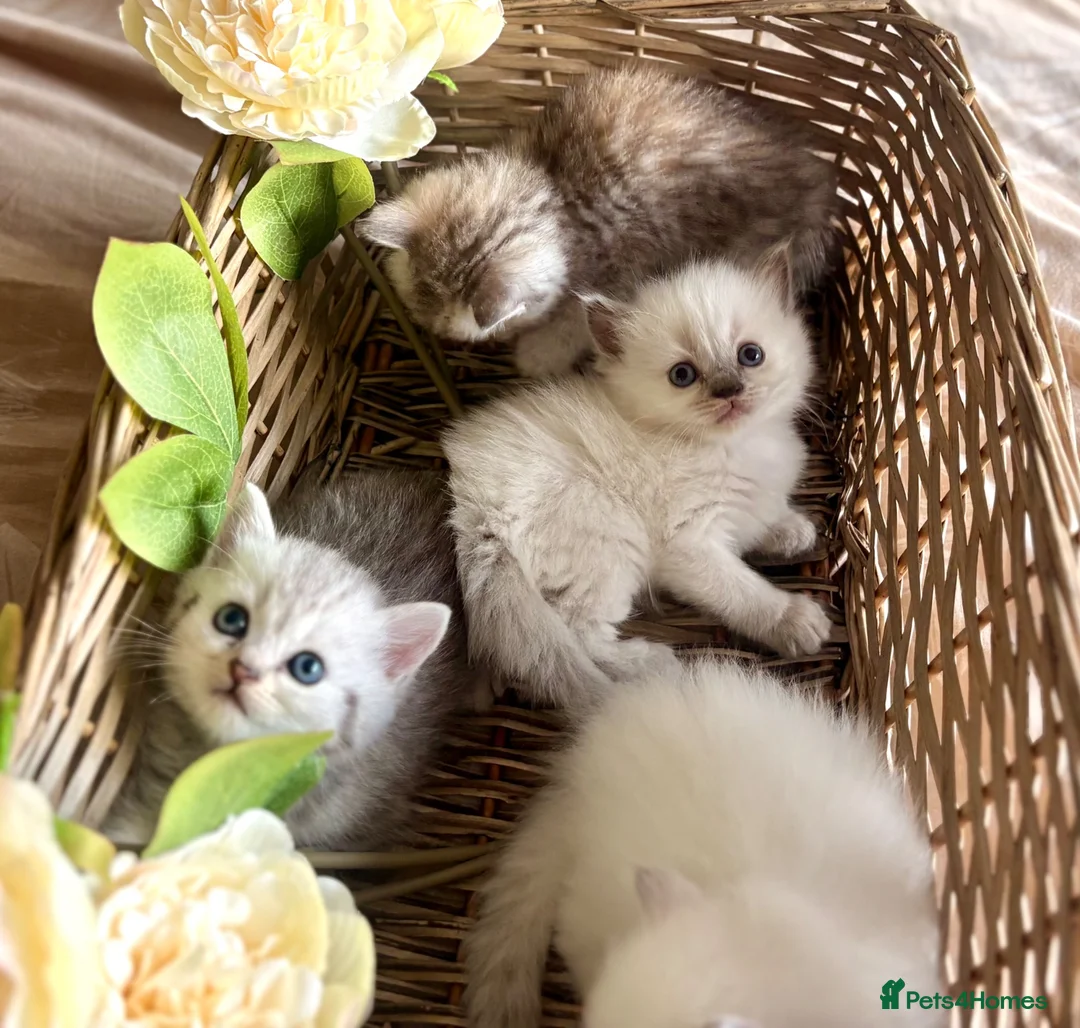 Mixed Breed cats for sale: Persian x bsh kittens  - Advert 17