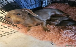 Miniature Dachshund dogs for sale: Miniature dachshund pups - Image 12