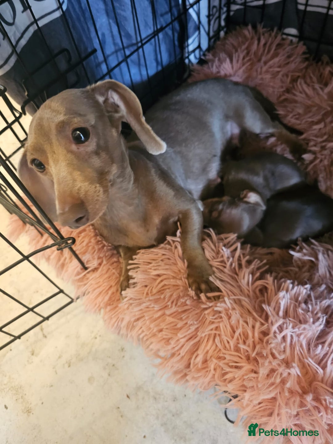 Miniature Dachshund dogs for sale: Miniature dachshund pups - Image 12