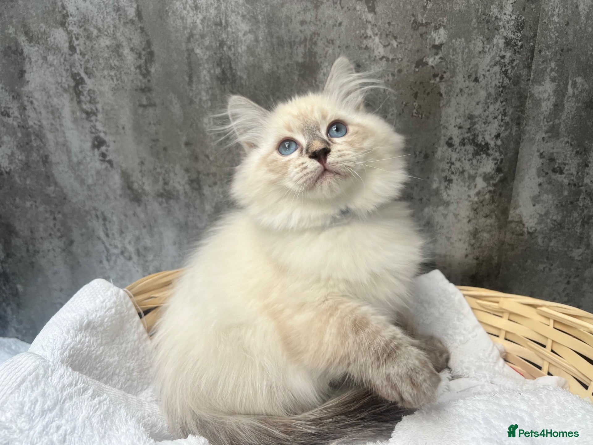 Siberian cats 💙💙Stunning GCCF Reg Siberian Babies💙💙 - Advert 1