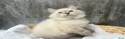 Siberian cats for sale: 💙💙Stunning GCCF Reg Siberian Babies💙💙 - Advert 11