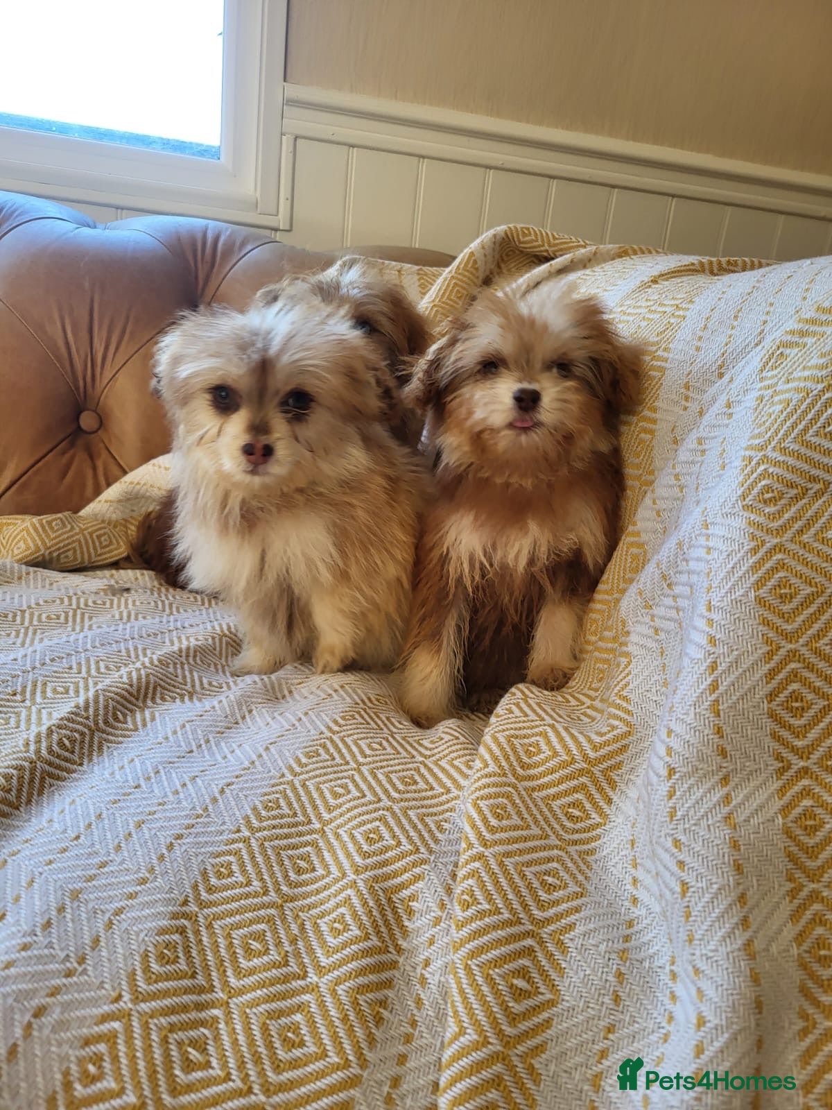 Mixed Breed dogs Pomskpoos - Advert 10