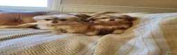 Mixed Breed dogs for sale: Pomskpoos - Advert 4