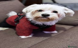 Maltipoo dogs for stud: Maltese Male Available for Stud – Chatham, Kent - Image 2