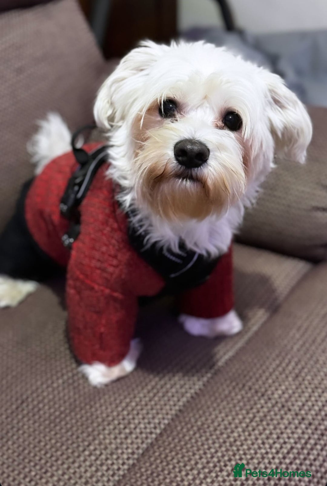 Maltipoo dogs for stud: Maltese Male Available for Stud – Chatham, Kent - Image 2