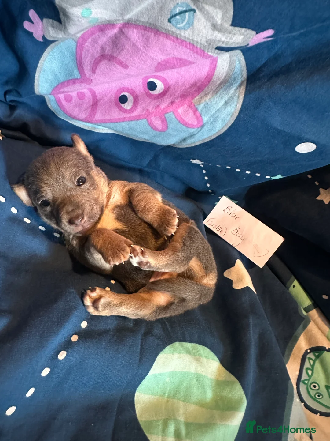 Jack Russell dogs for sale: Jack Russel puppies  - Advert 30