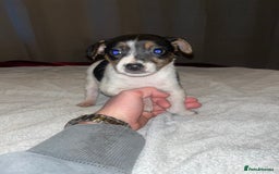 Jack Russell dogs for sale: 4 stunning playful Jack Russell puppies - Image 11