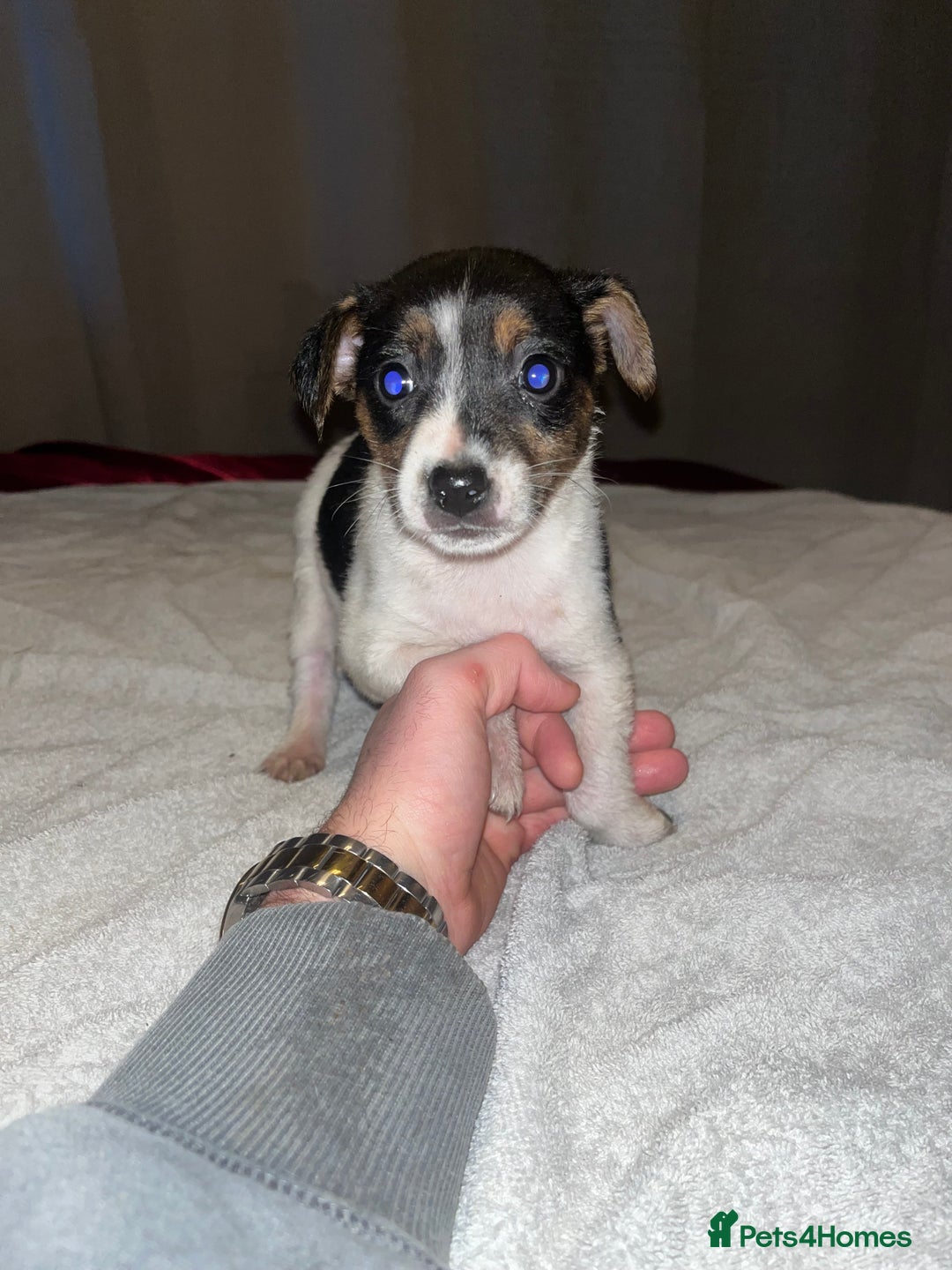 Jack Russell dogs for sale: 4 stunning playful Jack Russell puppies - Image 11