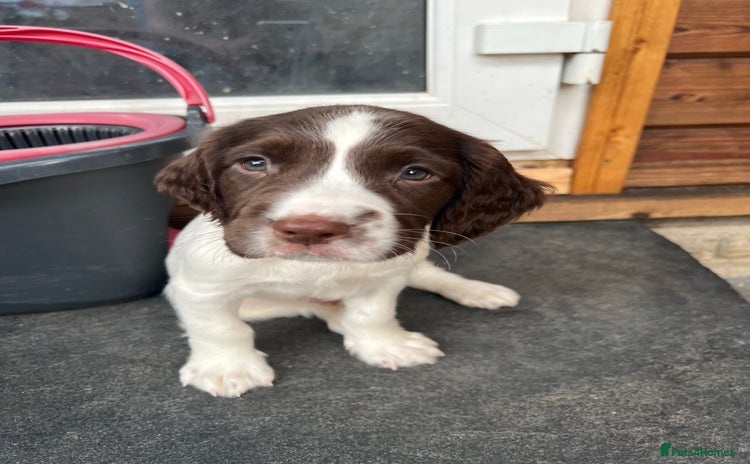 English Springer Spaniel dogs - Advert 10