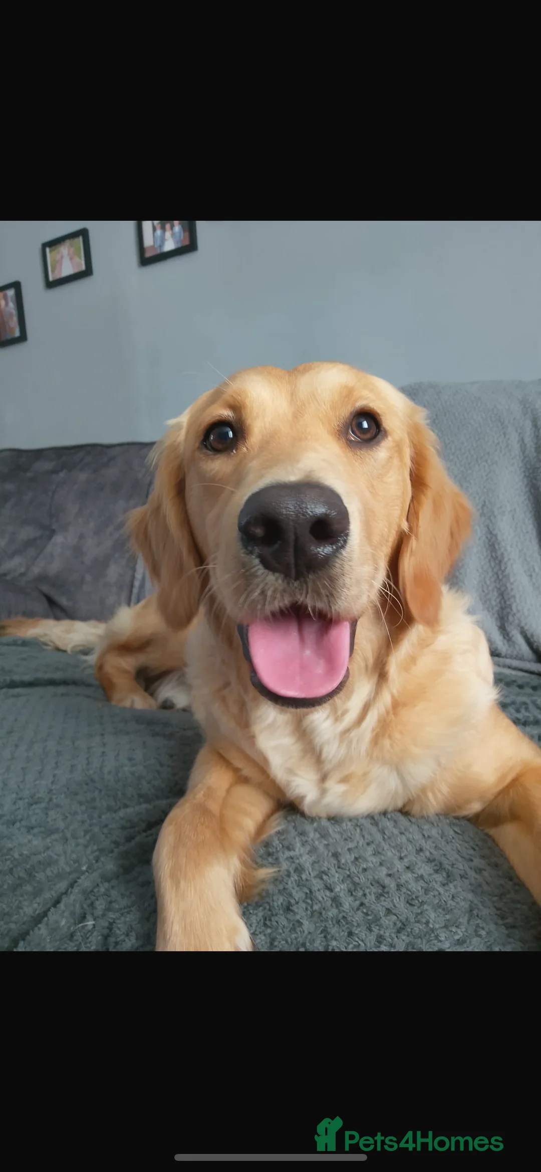 Golden Retriever dogs for sale: Exceptional Golden Retriever-Loving Temperament  in Port Talbot - Advert 16