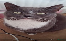 Siamese cats for sale: Older Siamese X seeking forever home - Advert 1