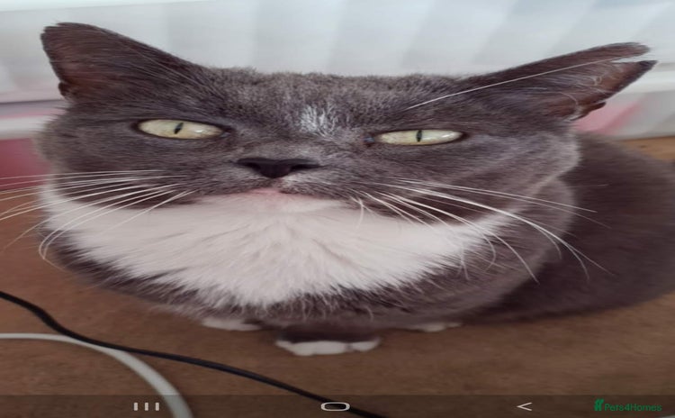 Siamese cats Older Siamese X seeking forever home - Advert 14