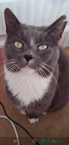 Siamese cats Older Siamese X seeking forever home - Advert 1