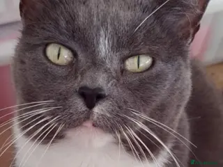 Siamese cats Older Siamese X seeking forever home - Advert 3