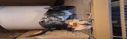 Degus rodents for sale: Degu Pair Black Neutered Male Black Pied Female  - Advert 6