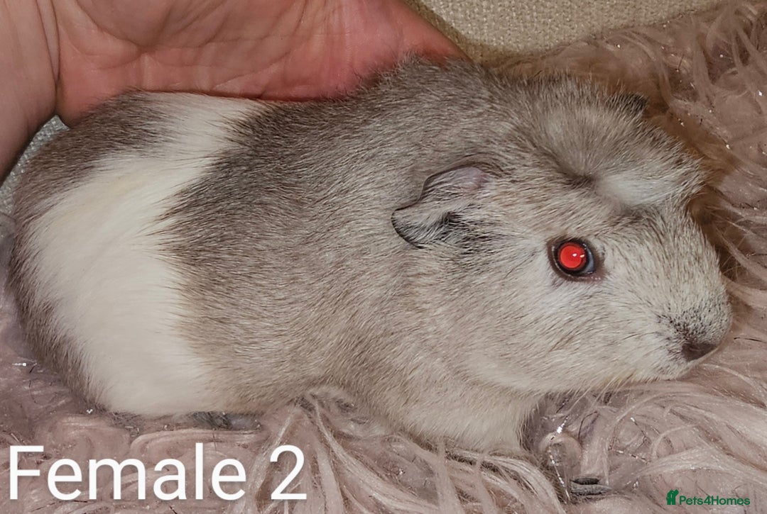 Guinea Pig rodents for sale: 7 Week Old Baby Guinea Pigs - Image 5