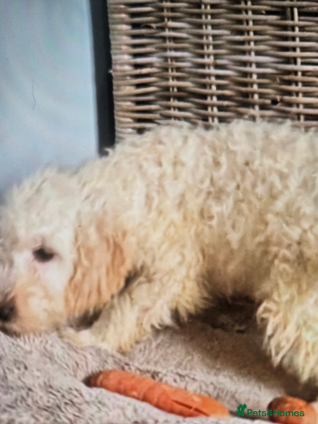 Cockapoo dogs for sale: Cockapoo - Advert 5