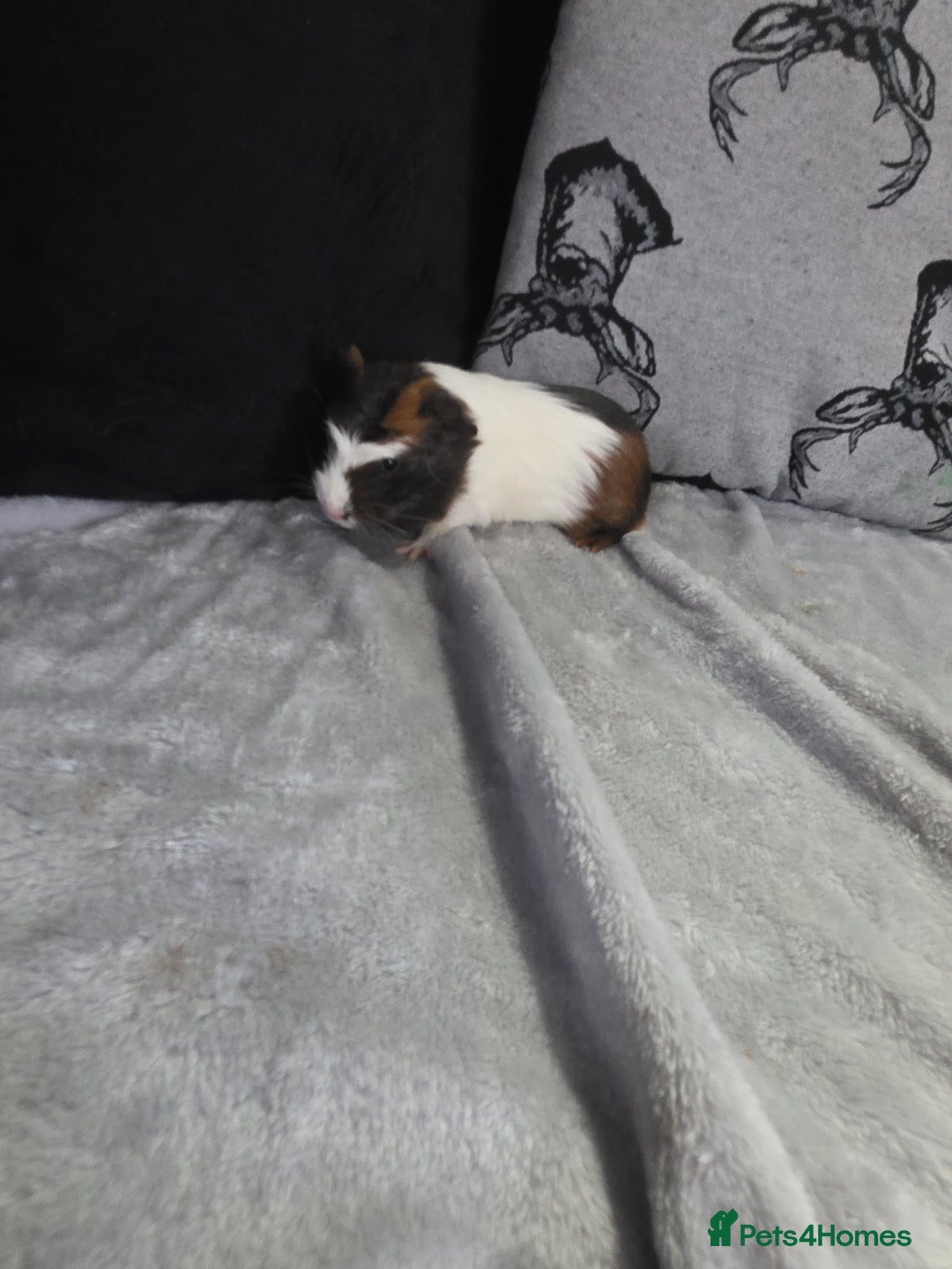 Guinea Pig rodents for sale: Baby Guinea pigs  - Advert 3