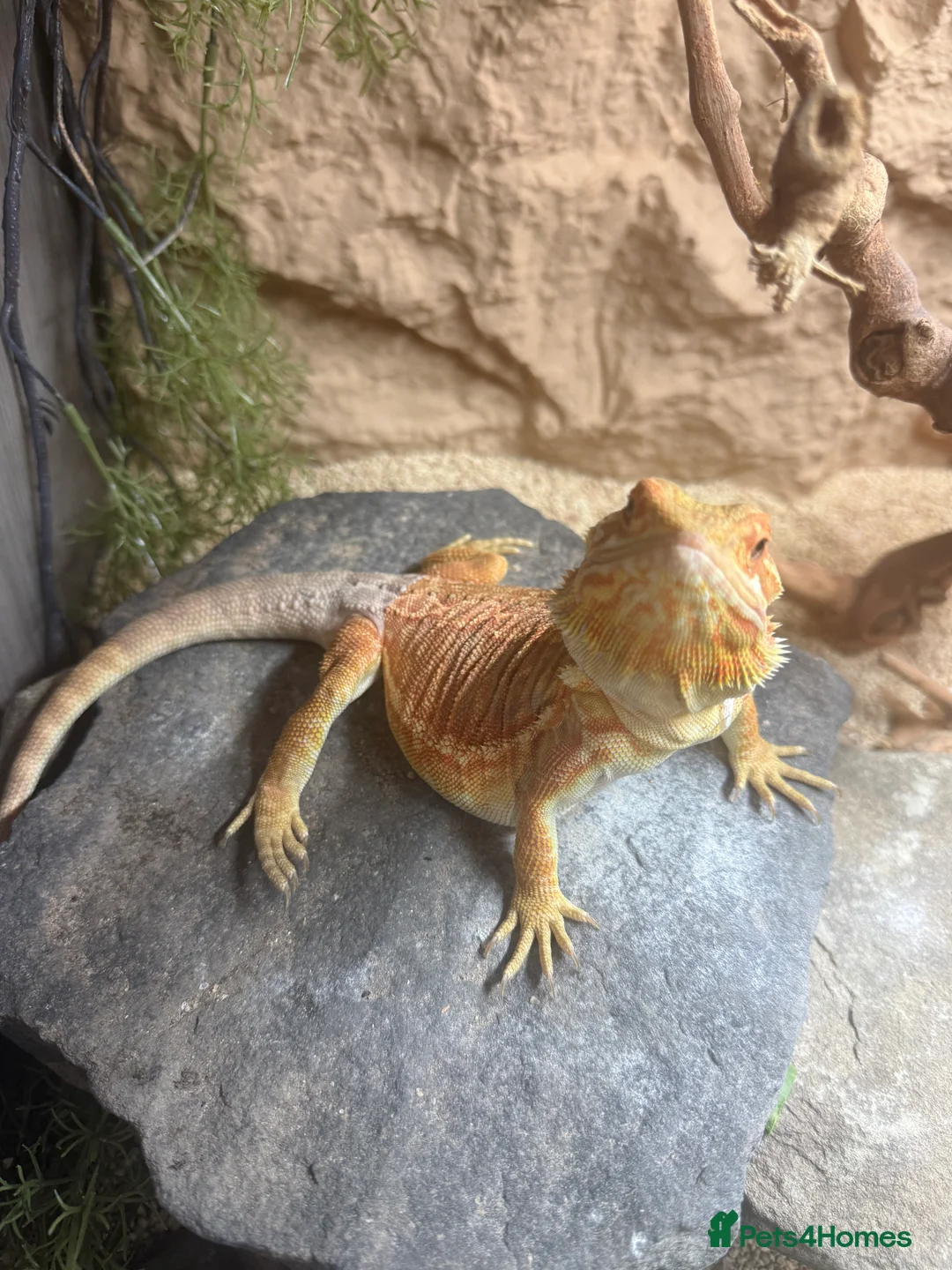 Bearded Dragon reptiles for sale: Leather Back Bearded Dragon  - Advert 1