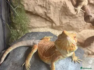 Bearded Dragon reptiles Leather Back Bearded Dragon - Advert 1