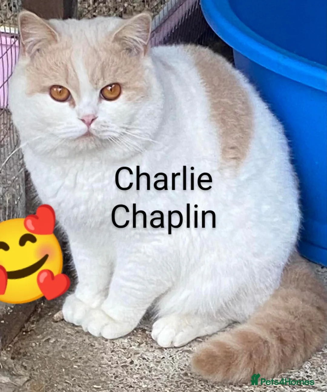 British Shorthair cats for stud: GCCF TICA STUDS  in Manchester - Advert 7